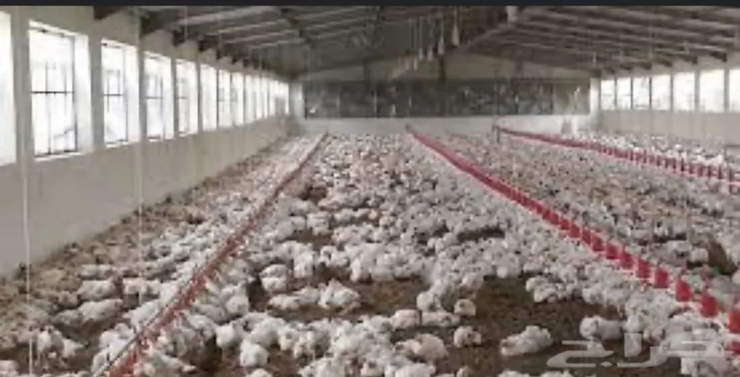 تصميم حظائر دواجن بالرياض